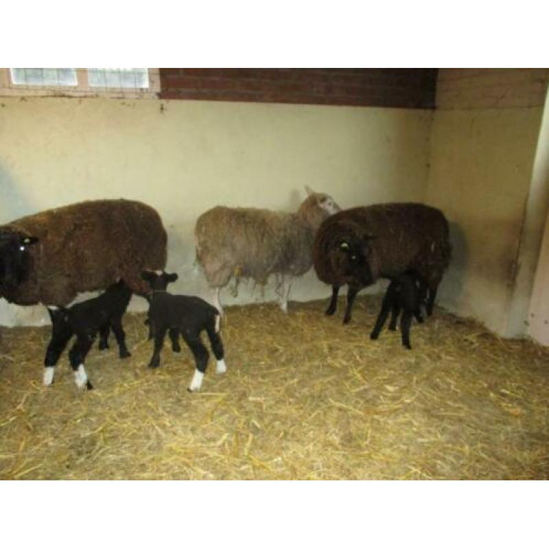 schapen en lammeren