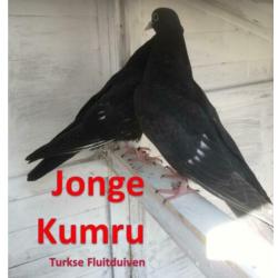 Meerdere Kumru Duiven / Turkse fluitduiven.