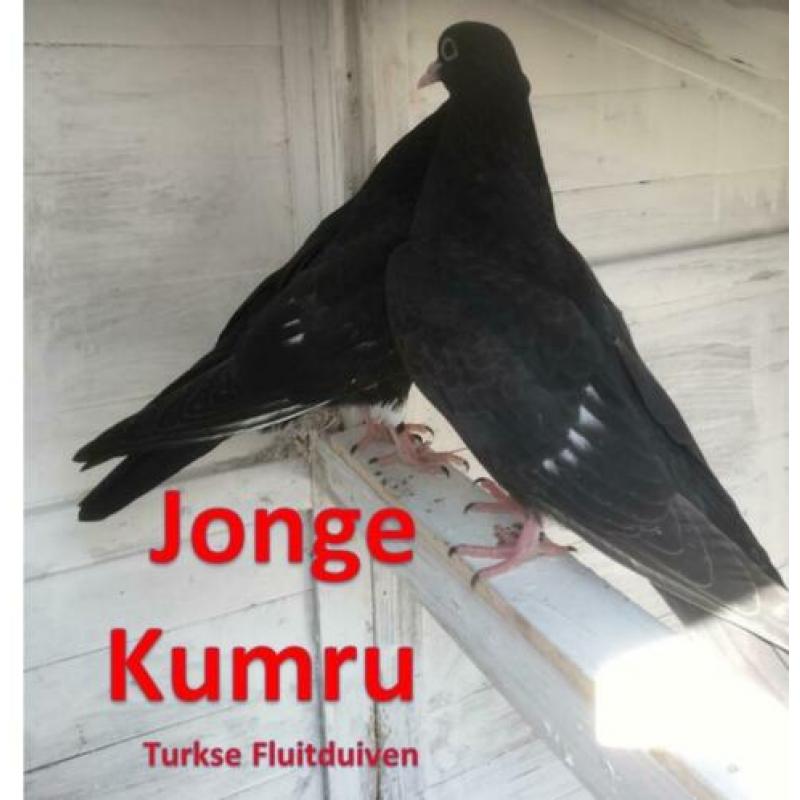Meerdere Kumru Duiven / Turkse fluitduiven.