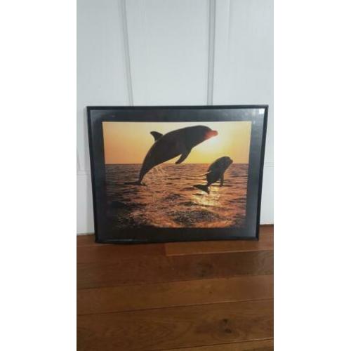 Dolfijnen schilderij