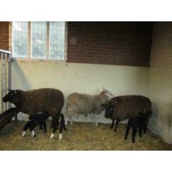 schapen en lammeren