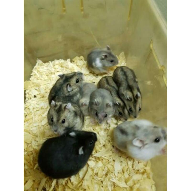 Lieve jonge Russische dwerg hamsters