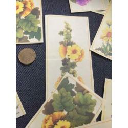 Oude hobby bloemen plaatjes