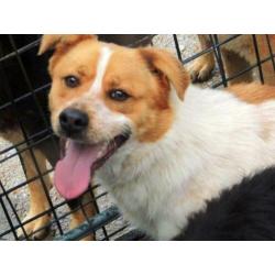 ter adoptie in Spanje