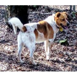 ter adoptie in Spanje
