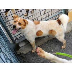 ter adoptie in Spanje