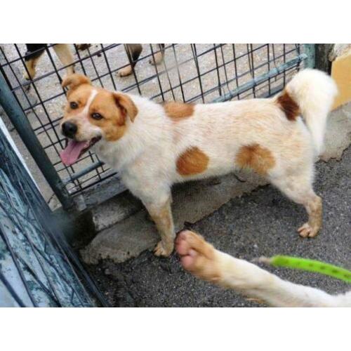 ter adoptie in Spanje