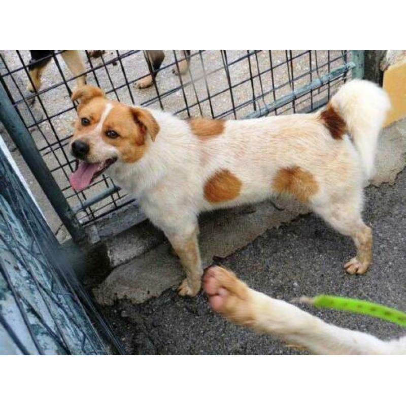 ter adoptie in Spanje