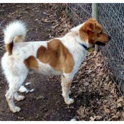 ter adoptie in Spanje