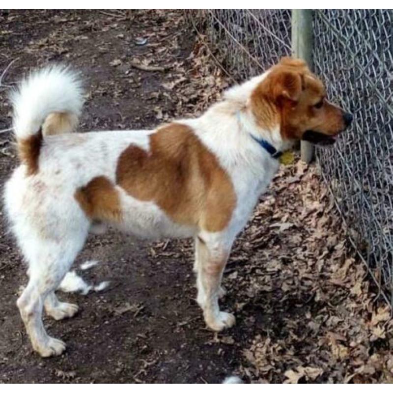ter adoptie in Spanje