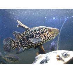 Jaguar cichlide / Parachromis managuensis / cichlasoma