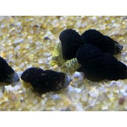 Linniesfish / Tylomelania golden mini