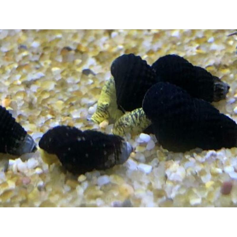 Linniesfish / Tylomelania golden mini