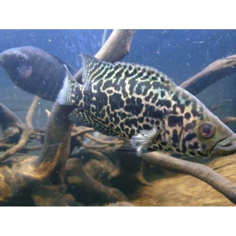 Jaguar cichlide / Parachromis managuensis / cichlasoma