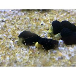 Linniesfish / Tylomelania golden mini