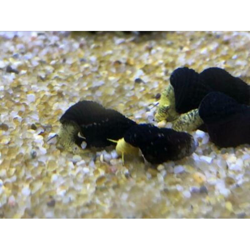 Linniesfish / Tylomelania golden mini