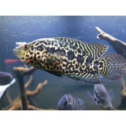 Jaguar cichlide / Parachromis managuensis / cichlasoma