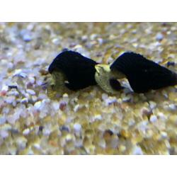 Linniesfish / Tylomelania golden mini