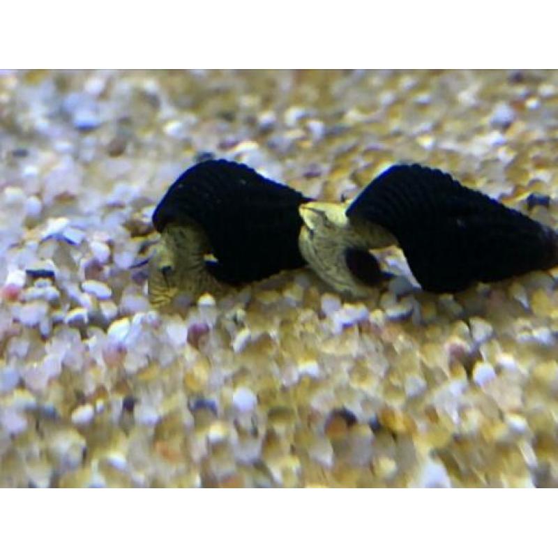 Linniesfish / Tylomelania golden mini
