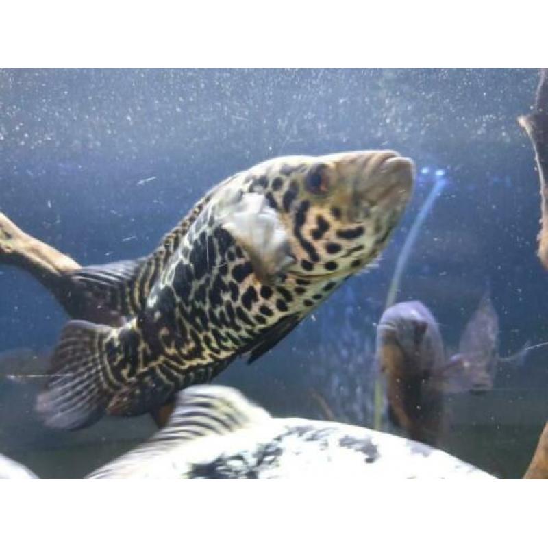 Jaguar cichlide / Parachromis managuensis / cichlasoma