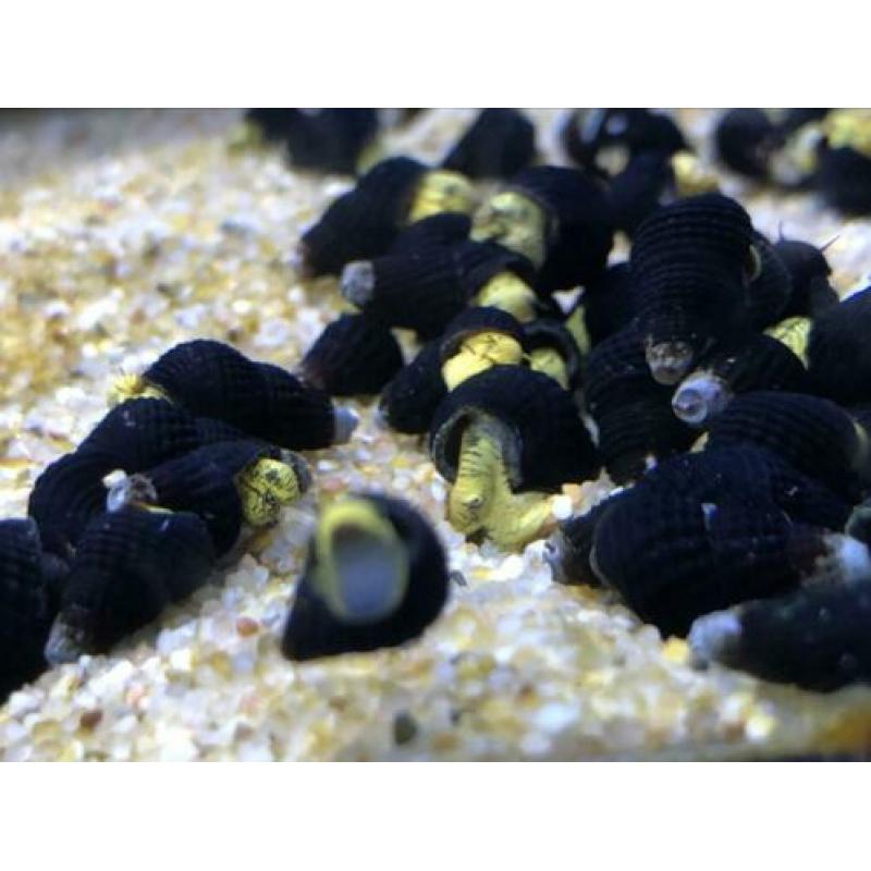 Linniesfish / Tylomelania golden mini
