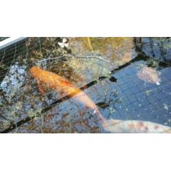 Koi karpers