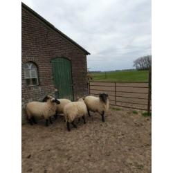 Te koop aangeboden norfolk horn ram van 2019