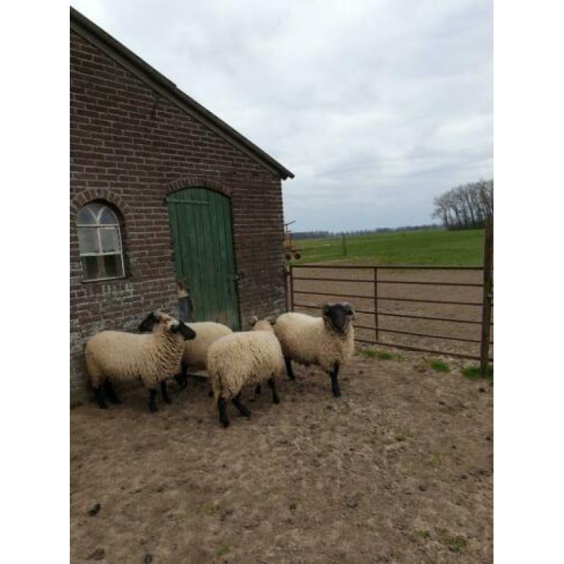 Te koop aangeboden norfolk horn ram van 2019