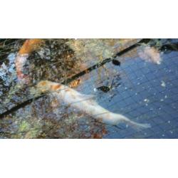 Koi karpers