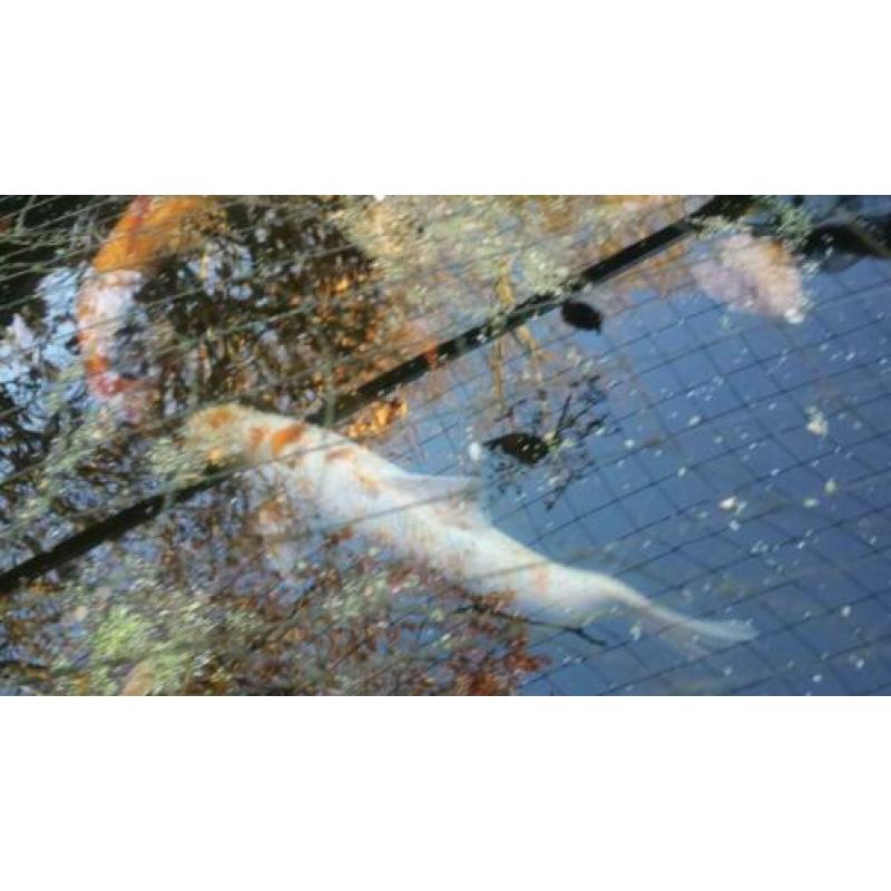 Koi karpers