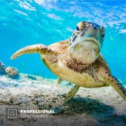 GoPro Polar Pro Red Filter Hero8 Black