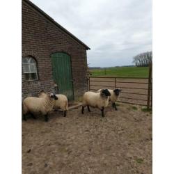 Te koop aangeboden norfolk horn ram van 2019