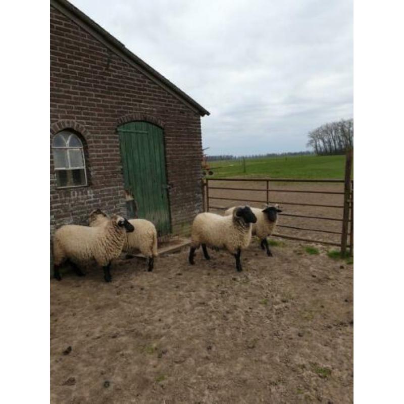 Te koop aangeboden norfolk horn ram van 2019