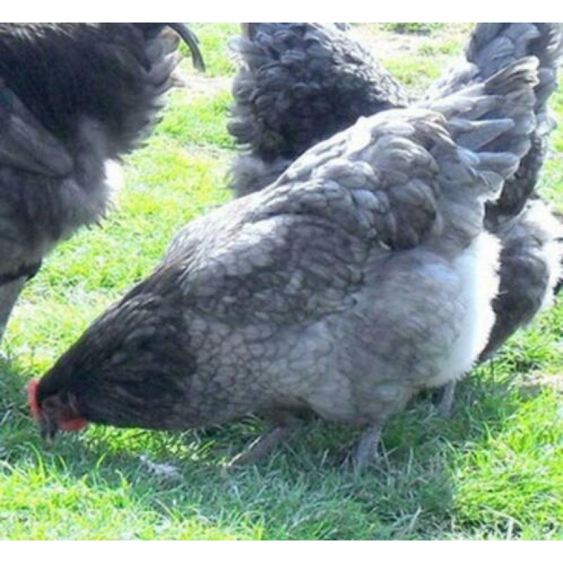 Broedeieren imposante kippen Jersey Giant, kleur: zwart en b