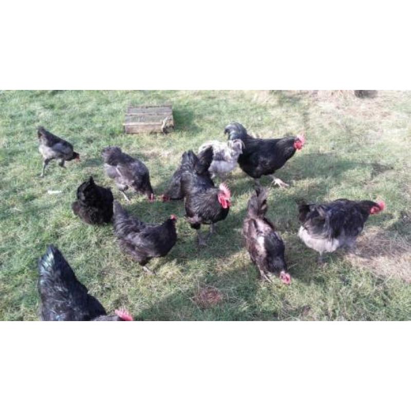 Broedeieren imposante kippen Jersey Giant, kleur: zwart en b