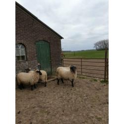 Te koop aangeboden norfolk horn ram van 2019