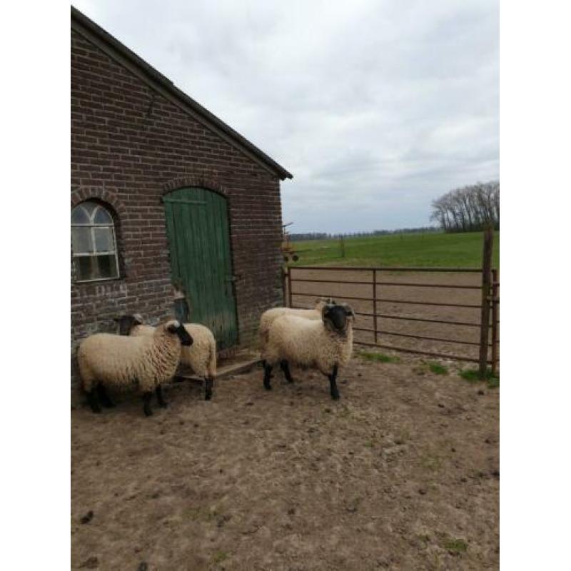 Te koop aangeboden norfolk horn ram van 2019