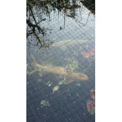 Koi karpers