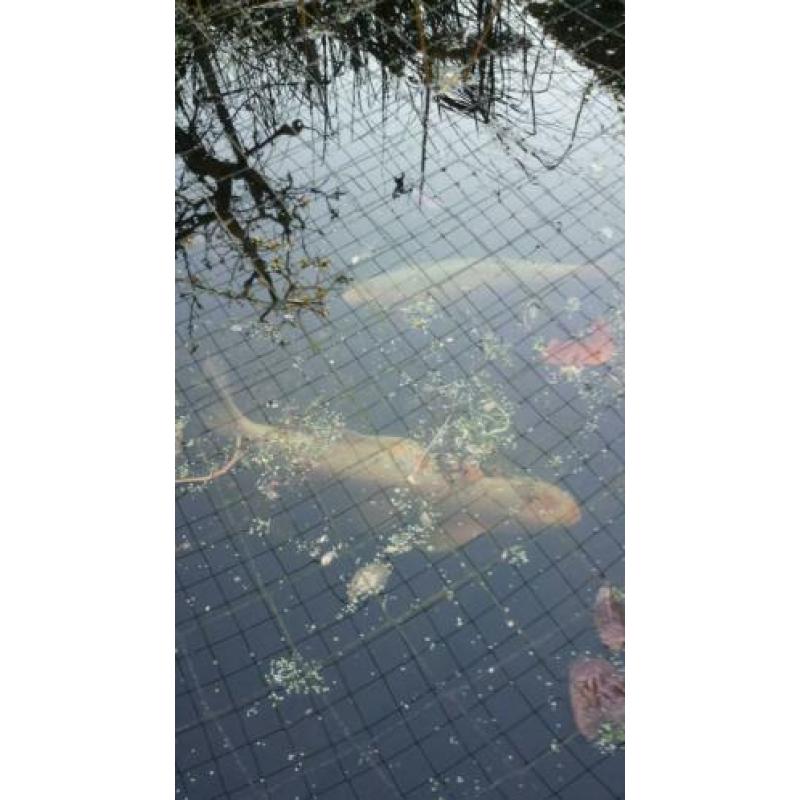 Koi karpers