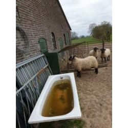 Te koop aangeboden norfolk horn ram van 2019