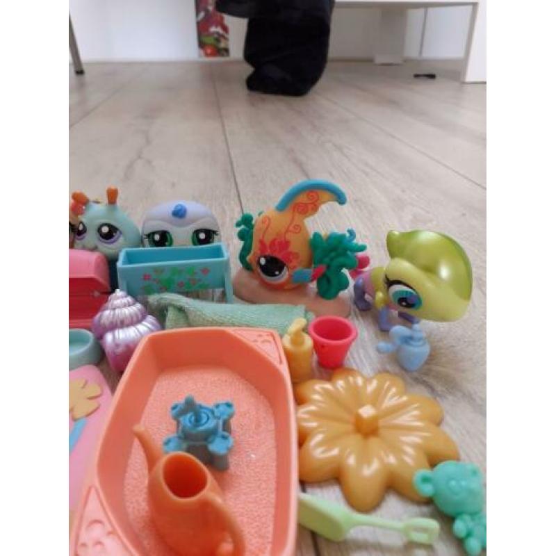 Little pet shop