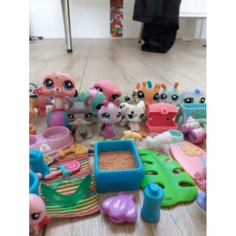 Little pet shop