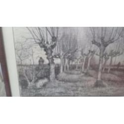 tekening Knotberken