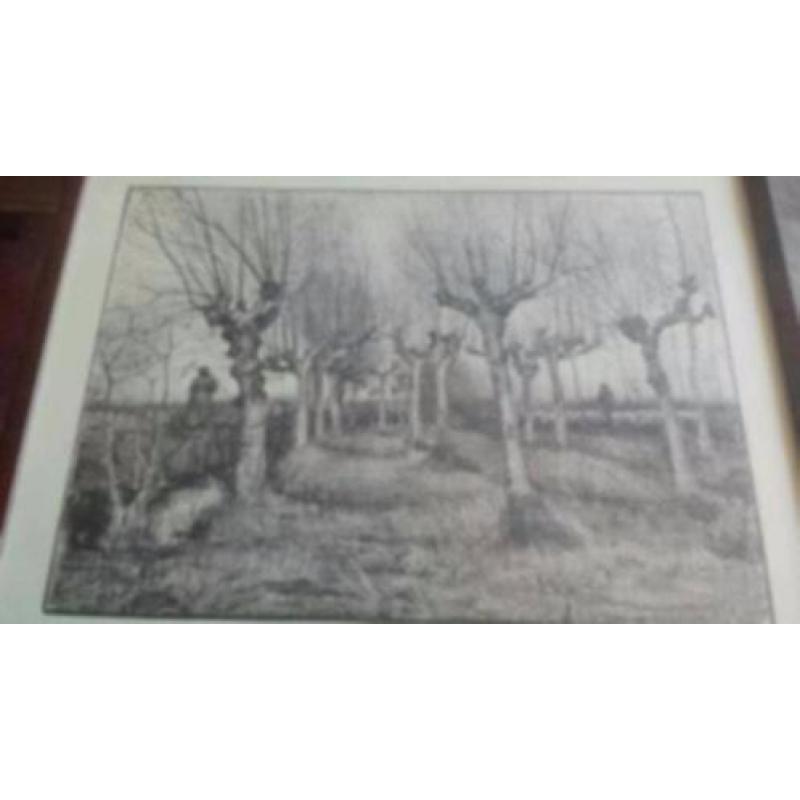 tekening Knotberken
