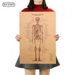 Menselijk Skelet Lichaam Geneeskunde Anatomie vintage poster