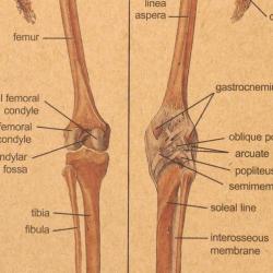 Menselijk Skelet Lichaam Geneeskunde Anatomie vintage poster