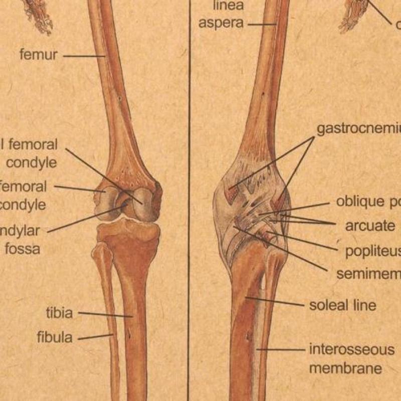 Menselijk Skelet Lichaam Geneeskunde Anatomie vintage poster