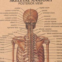 Menselijk Skelet Lichaam Geneeskunde Anatomie vintage poster