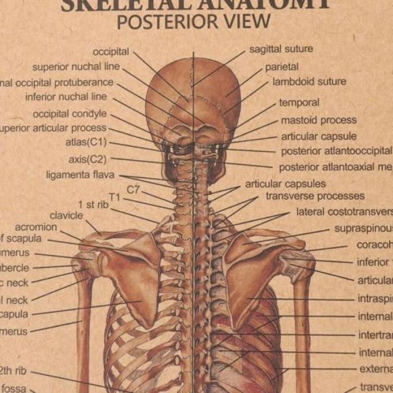 Menselijk Skelet Lichaam Geneeskunde Anatomie vintage poster