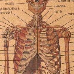 Menselijk Skelet Lichaam Geneeskunde Anatomie vintage poster